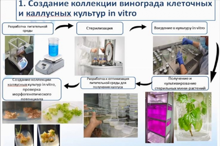 События НИУ «БелГУ» генетики белгу работают над импортозамещающим проектом по виноградарству